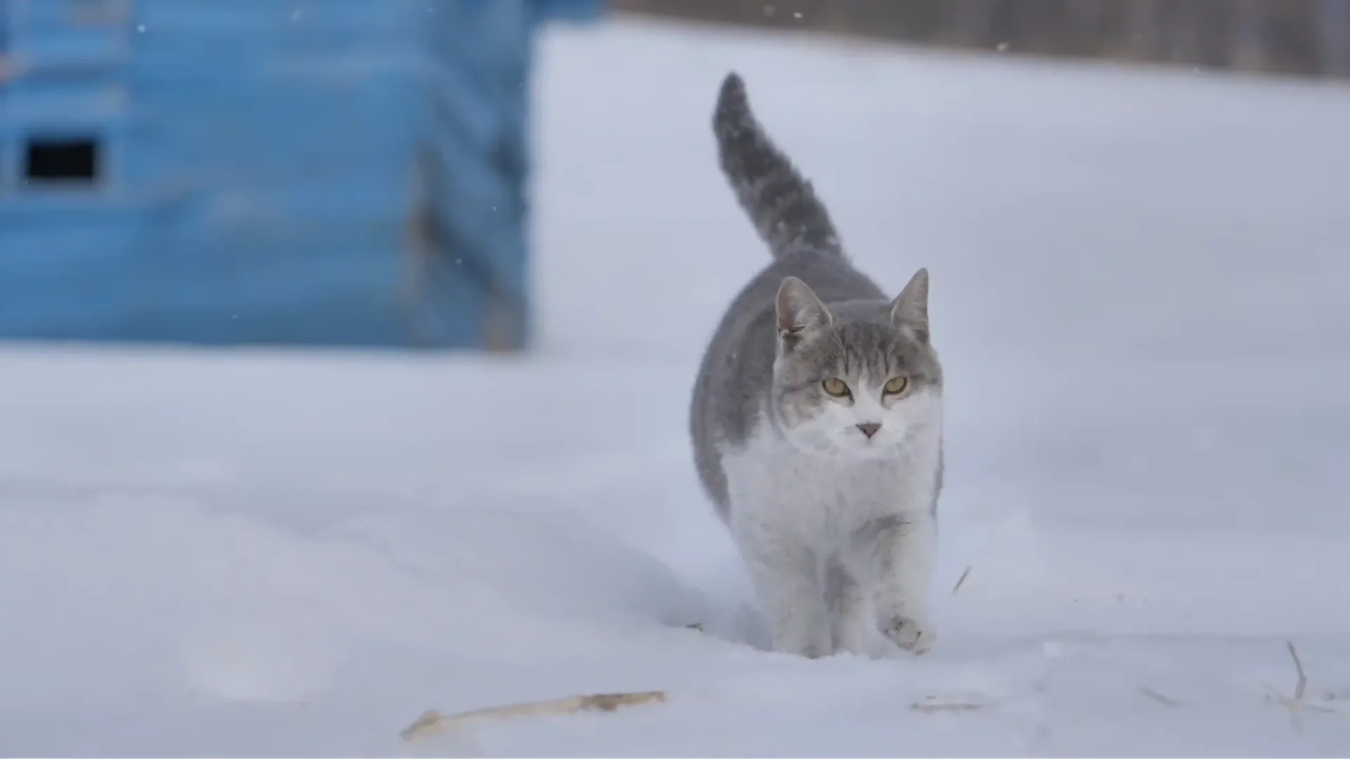 Northern China Ice & Snow Odyssey——Harbin