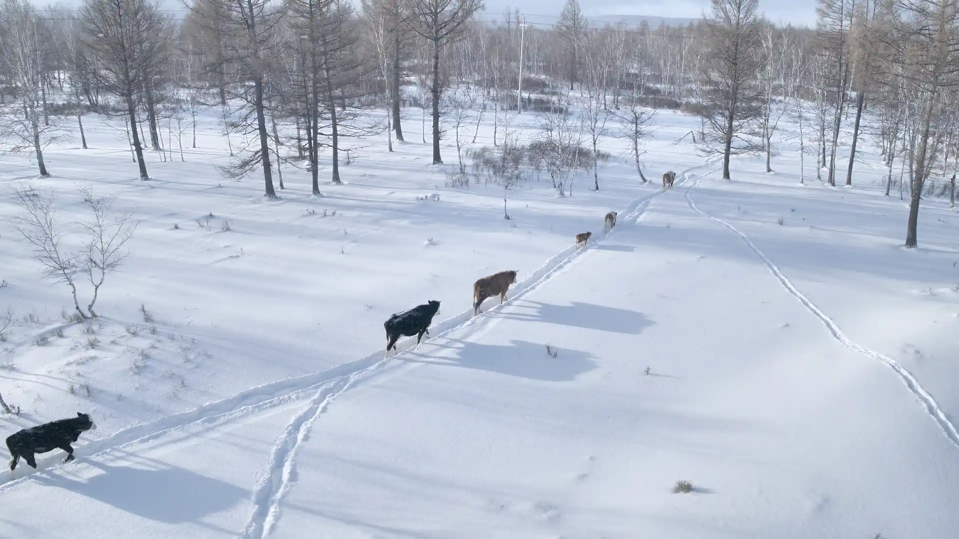 Snow Town → Yabuli